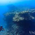, photo taken in Maldives, Male Atoll, South Male Atoll, Cocoa Thila