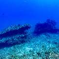 , photo taken in Maldives, Male Atoll, South Male Atoll, Cocoa Thila