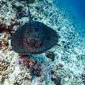 Marbled Stingray (Himantura oxyrhyncha), photo taken in Maldives, Male Atoll, South Male Atoll, Maafushi Corner