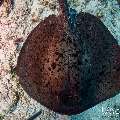 Marbled Stingray (Himantura oxyrhyncha), photo taken in Maldives, Male Atoll, South Male Atoll, Maafushi Corner