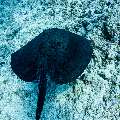 Marbled Stingray (Himantura oxyrhyncha), photo taken in Maldives, Male Atoll, South Male Atoll, Maafushi Corner