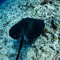 Marbled Stingray (Himantura oxyrhyncha), photo taken in Maldives, Male Atoll, South Male Atoll, Maafushi Corner