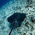 Marbled Stingray (Himantura oxyrhyncha), photo taken in Maldives, Male Atoll, South Male Atoll, Maafushi Corner