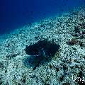 Marbled Stingray (Himantura oxyrhyncha), photo taken in Maldives, Male Atoll, South Male Atoll, Maafushi Corner