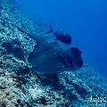 Giant trevally (Caranx ignobilis), Marbled Stingray (Himantura oxyrhyncha), photo taken in Maldives, Male Atoll, South Male Atoll, Maafushi Corner