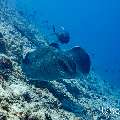 Giant trevally (Caranx ignobilis), Marbled Stingray (Himantura oxyrhyncha), photo taken in Maldives, Male Atoll, South Male Atoll, Maafushi Corner