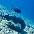 Giant trevally (Caranx ignobilis), Marbled Stingray (Himantura oxyrhyncha), photo taken in Maldives, Male Atoll, South Male Atoll, Maafushi Corner