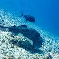 Giant trevally (Caranx ignobilis), Marbled Stingray (Himantura oxyrhyncha), photo taken in Maldives, Male Atoll, South Male Atoll, Maafushi Corner