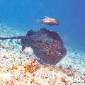 Giant trevally (Caranx ignobilis), Marbled Stingray (Himantura oxyrhyncha), photo taken in Maldives, Male Atoll, South Male Atoll, Maafushi Corner