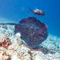 Giant trevally (Caranx ignobilis), Marbled Stingray (Himantura oxyrhyncha), photo taken in Maldives, Male Atoll, South Male Atoll, Maafushi Corner