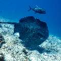Giant trevally (Caranx ignobilis), Marbled Stingray (Himantura oxyrhyncha), photo taken in Maldives, Male Atoll, South Male Atoll, Maafushi Corner