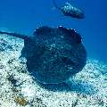 Giant trevally (Caranx ignobilis), Marbled Stingray (Himantura oxyrhyncha), photo taken in Maldives, Male Atoll, South Male Atoll, Maafushi Corner
