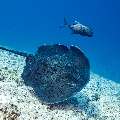 Giant trevally (Caranx ignobilis), Marbled Stingray (Himantura oxyrhyncha), photo taken in Maldives, Male Atoll, South Male Atoll, Maafushi Corner