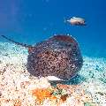 Giant trevally (Caranx ignobilis), Marbled Stingray (Himantura oxyrhyncha), photo taken in Maldives, Male Atoll, South Male Atoll, Maafushi Corner