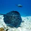 Giant trevally (Caranx ignobilis), Marbled Stingray (Himantura oxyrhyncha), photo taken in Maldives, Male Atoll, South Male Atoll, Maafushi Corner