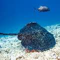 Giant trevally (Caranx ignobilis), Marbled Stingray (Himantura oxyrhyncha), photo taken in Maldives, Male Atoll, South Male Atoll, Maafushi Corner