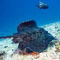 Giant trevally (Caranx ignobilis), Marbled Stingray (Himantura oxyrhyncha), photo taken in Maldives, Male Atoll, South Male Atoll, Maafushi Corner