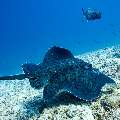 Giant trevally (Caranx ignobilis), Marbled Stingray (Himantura oxyrhyncha), photo taken in Maldives, Male Atoll, South Male Atoll, Maafushi Corner