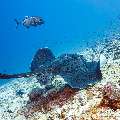 Giant trevally (Caranx ignobilis), Marbled Stingray (Himantura oxyrhyncha), photo taken in Maldives, Male Atoll, South Male Atoll, Maafushi Corner