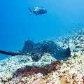 Giant trevally (Caranx ignobilis), Marbled Stingray (Himantura oxyrhyncha), photo taken in Maldives, Male Atoll, South Male Atoll, Maafushi Corner