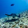 Giant trevally (Caranx ignobilis), Marbled Stingray (Himantura oxyrhyncha), photo taken in Maldives, Male Atoll, South Male Atoll, Maafushi Corner