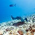 Giant trevally (Caranx ignobilis), Marbled Stingray (Himantura oxyrhyncha), photo taken in Maldives, Male Atoll, South Male Atoll, Maafushi Corner