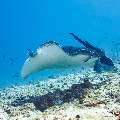 Marbled Stingray (Himantura oxyrhyncha), photo taken in Maldives, Male Atoll, South Male Atoll, Maafushi Corner