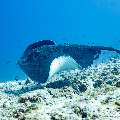 Marbled Stingray (Himantura oxyrhyncha), photo taken in Maldives, Male Atoll, South Male Atoll, Maafushi Corner