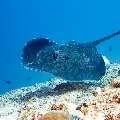 Marbled Stingray (Himantura oxyrhyncha), photo taken in Maldives, Male Atoll, South Male Atoll, Maafushi Corner