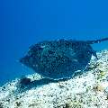 Marbled Stingray (Himantura oxyrhyncha), photo taken in Maldives, Male Atoll, South Male Atoll, Maafushi Corner