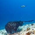 Marbled Stingray (Himantura oxyrhyncha), photo taken in Maldives, Male Atoll, South Male Atoll, Maafushi Corner