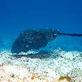Marbled Stingray (Himantura oxyrhyncha), photo taken in Maldives, Male Atoll, South Male Atoll, Maafushi Corner
