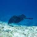 Marbled Stingray (Himantura oxyrhyncha), photo taken in Maldives, Male Atoll, South Male Atoll, Maafushi Corner
