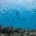 Ocellated eagle ray (Aetobatus ocellatus), photo taken in Maldives, Male Atoll, South Male Atoll, Maafushi Corner