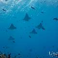 Ocellated eagle ray (Aetobatus ocellatus), photo taken in Maldives, Male Atoll, South Male Atoll, Maafushi Corner