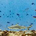Blacktip Reefshark (Carcharhinus melanopterus), photo taken in Maldives, Male Atoll, South Male Atoll, Maafushi Corner