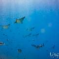 Ocellated eagle ray (Aetobatus ocellatus), photo taken in Maldives, Male Atoll, South Male Atoll, Maafushi Corner