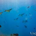 Ocellated eagle ray (Aetobatus ocellatus), photo taken in Maldives, Male Atoll, South Male Atoll, Maafushi Corner