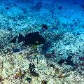 , photo taken in Maldives, Male Atoll, South Male Atoll, Maafushi Corner