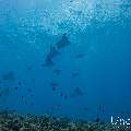 Ocellated eagle ray (Aetobatus ocellatus), photo taken in Maldives, Male Atoll, South Male Atoll, Maafushi Corner