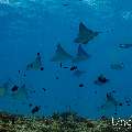 Ocellated eagle ray (Aetobatus ocellatus), photo taken in Maldives, Male Atoll, South Male Atoll, Maafushi Corner