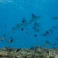 Ocellated eagle ray (Aetobatus ocellatus), photo taken in Maldives, Male Atoll, South Male Atoll, Maafushi Corner
