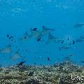 Ocellated eagle ray (Aetobatus ocellatus), photo taken in Maldives, Male Atoll, South Male Atoll, Maafushi Corner
