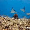 Ocellated eagle ray (Aetobatus ocellatus), photo taken in Maldives, Male Atoll, South Male Atoll, Maafushi Corner