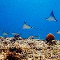 Ocellated eagle ray (Aetobatus ocellatus), photo taken in Maldives, Male Atoll, South Male Atoll, Maafushi Corner