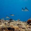 Ocellated eagle ray (Aetobatus ocellatus), photo taken in Maldives, Male Atoll, South Male Atoll, Maafushi Corner