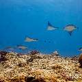 Ocellated eagle ray (Aetobatus ocellatus), photo taken in Maldives, Male Atoll, South Male Atoll, Maafushi Corner