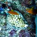 Tiger Shell (Cypraea tigris), photo taken in Maldives, Male Atoll, South Male Atoll, Maafushi Corner