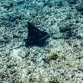 Ocellated eagle ray (Aetobatus ocellatus), photo taken in Maldives, Male Atoll, South Male Atoll, Maafushi Corner