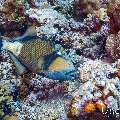 Titan Triggerfish (Balistoides viridescens), photo taken in Maldives, Male Atoll, South Male Atoll, Lhosfushi Corner